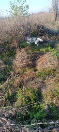 Setter inglese femmina pronta caccia