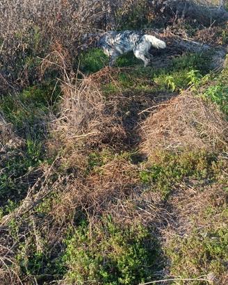 Setter inglese femmina pronta caccia