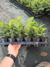 Prunus Laurocerasus Rotundifolia Novita 30-40 cm