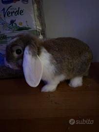 Coniglio Ariete Nano