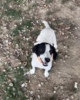 cane da tartufo razza pisana