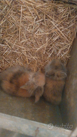 Conigli testa di leone