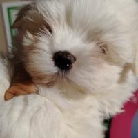 Maltese