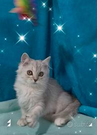 Gattino British longhair silver chinchilla