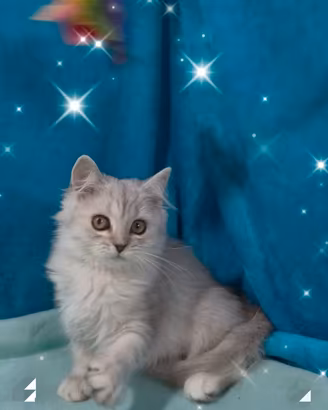 Gattino British longhair silver chinchilla
