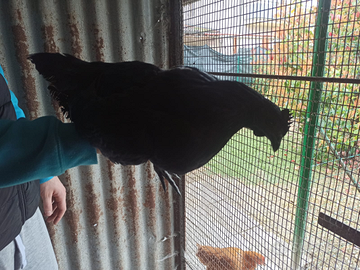 Ayam cemani