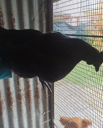 Ayam cemani