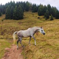 Cavallo purosangue arabo