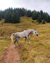 Cavallo purosangue arabo