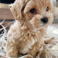 Maltipoo toy cuccioli