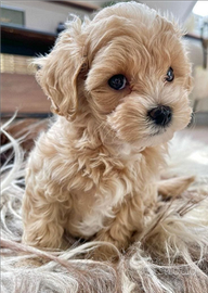 Maltipoo toy cuccioli