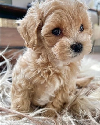 Maltipoo toy cuccioli