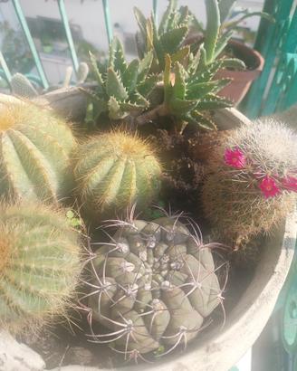 piante grasse e succulente