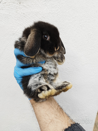 Coniglio nano ariete mini lop
