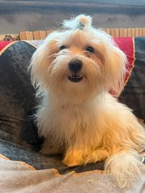 Maltese toy