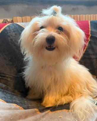 Maltese toy