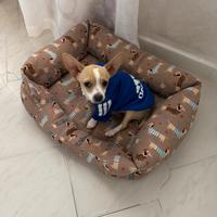 Cucciolo di chihuahua