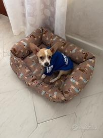 Cucciolo di chihuahua