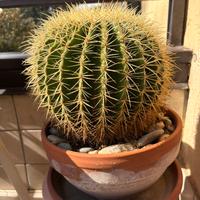 Echinocactus Grusonii