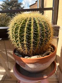 Echinocactus Grusonii