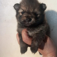 Spitz