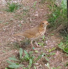Tordo bottaccio bruno