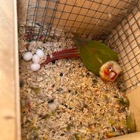 Coppia riproduttiva Pyrrhura Molinae