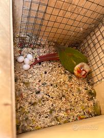 Coppia riproduttiva Pyrrhura Molinae