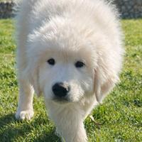 Cuccioli di pastore abruzzese maremmano