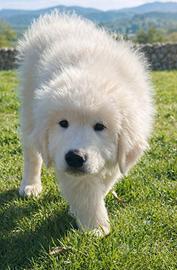 Cuccioli di pastore abruzzese maremmano