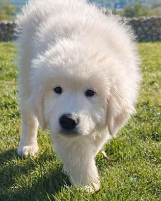 Cuccioli di pastore abruzzese maremmano