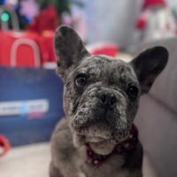 Bulldog francese