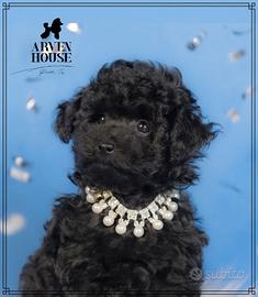 Barboncino nano piccolomaschio nero