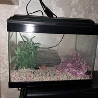 acquario piccolo per pesci e tartarughe