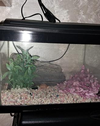 acquario piccolo per pesci e tartarughe