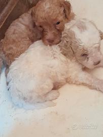 Cuccioli di lagotto romagnolo