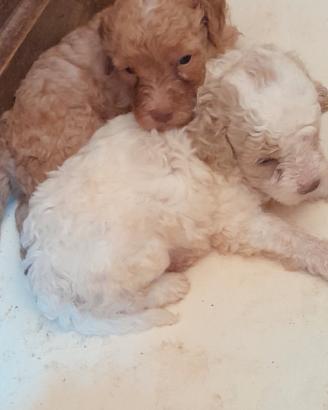 Cuccioli di lagotto romagnolo