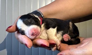 Pastore australiano cucciolo maschio