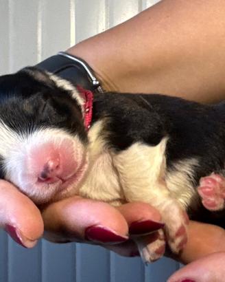 Pastore australiano cucciolo maschio