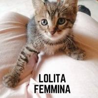 Cerchi un amico speciale?ecco tre gattini speciali