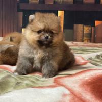 Cuccioli di Pomerania spitz nano