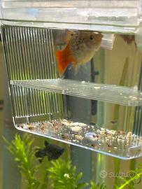 Platy giovanissimi
