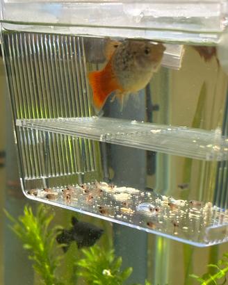 Platy giovanissimi