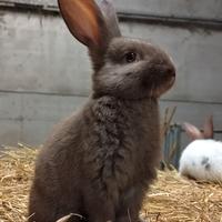 Conigli color cioccolato