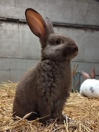 Conigli color cioccolato