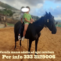 Cavallina manza per bambini o principianti