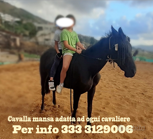 Cavallina manza per bambini o principianti