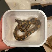 Pitone reale cucciolo