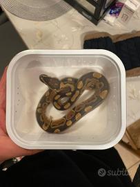 Pitone reale cucciolo