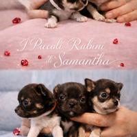 Chihuahua Pedigree ENCI